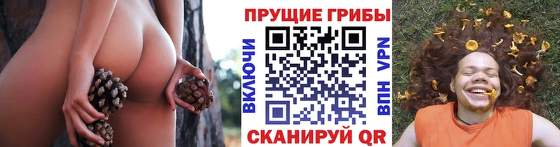 Псилоцибиновые грибы Psilocybe  Солигалич 